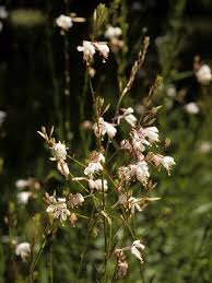 Image result for Oenothera lindheimeri