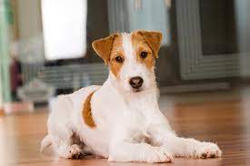 Parson Russell Terrier Dog Breed Information