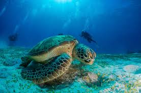 They avoid deep waters , preferring these graceful sea turtles are also threatened by accidental capture in fishing nets. What Is Being Done To Protect The Hawksbill Sea Turtle American Oceans
