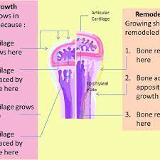 Maybe you would like to learn more about one of these? Epiphyseal Plate Growth Five Zones Of Epiphyseal Growth Plate Download Scientific Diagram