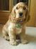 Cocker Spaniel Puppies for Sale in Virginia - DogsNow