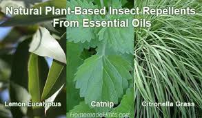 Anonymous july 21, 2013 at 3:14 am eucalyptus works well. Best Plant Based Natural Insect Repellents For Mosquitoes And More