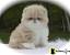 Munchkin Ragdoll Persian Cat