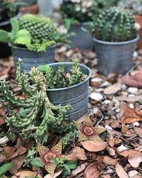 Like a decomposing body, the inside of the flower. Huernia Flower Huernia Smells Like Dead Animal To Attract Flies It S Not Actually A Cactus It S A Succulent From A Succulents African Plants Palm Leaf Pillow