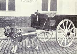 During the winter, he carts the fire wood from the wood pile to the house. Drafting Dog Wikipedia