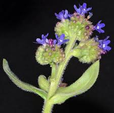 Image result for Anchusa