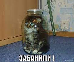 Котенок в банке - 64 фото - картинки: смотреть онлайн