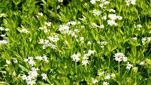 Waldmeister Mit Weissen Bluten In 2020 Bodendecker Unkraut Bodendecker Gegen Unkraut