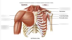 Posterior head extends and laterally (externally) rotates the arm. Muscles Of Chest And Upper Arm Diagram Quizlet