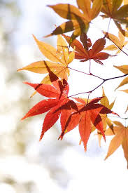 Autumn Leaf Color Autumn Leaf Color Autumn Trees Autumn Inspiration