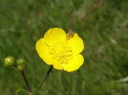 Common Buttercup Ranunculus Bulbosus Perennial From Europe Blooms May To July Wild Flowers Perennials Bloom