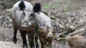 C'est une tradition qui est transmise de génération en génération. Quand Les Chasseurs Regulent Des Animaux D Elevages Fondation 30 Millions D Amis