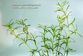 Image result for Najadaceae