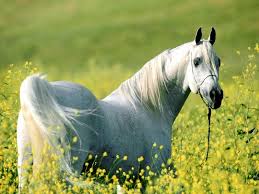 The most beautiful horse in the world for sure the unusual color of it comes from specific proteins in the hair structure. Top 12 Beautiful Horses In The World You Should Know Disk Trend Magazine