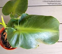 Image result for Monadenium rugosum