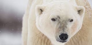 Occasionally, while defending its young, a large bull walrus can wound or kill a polar bear with its tusks. 29 Cool Facts About Polar Bears That You Should Know The Fact Site