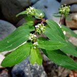 Image result for Euphorbia hyssopifolia