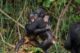 Brainy Bunch The Smartest Animals In The World Animals Bonobos Pet Monkey
