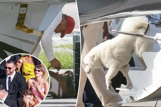 Taylor Swift and Travis Kelce's mystery dog makes big debut while touching  down in Florida https://trib.al/3YJbWDL