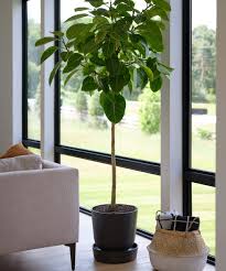 Image result for Ficus