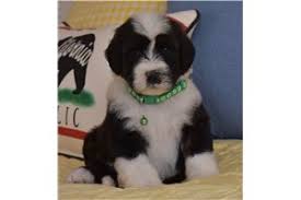 See more of orange county puppies and dogs for adoption on facebook. Sheepadoodle Puppies For Sale From Orange County California Breeders