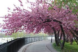 (photo by malcolm pinckney/nyc parks). Cherry Blossom Trees In Central Park