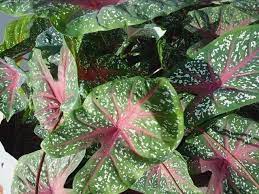 Cara budidaya tanaman keladi hias red star tanaman hias sumber : Keladi Red Star Caladium Steemit