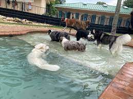 Maybe you would like to learn more about one of these? Bark Avenue Pet Resort Home Facebook