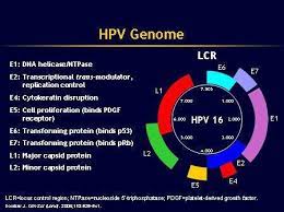 Hpv type 16 it can be. Does High Rsik Genotypes Of Human Papiloma Virus Hpv That Cause Cervical Cancer Other Than E6 E7 Play An Important Role In Cervical Cancer