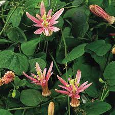 Maybe you would like to learn more about one of these? Miniature Pink Passion Flower Passiflora Sanguinolenta