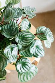 Image result for Argyreia