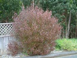 Image result for Dodonaea viscosa