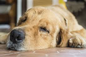 For adults, a good resting heart rate varies from person to person and depends on various factors: Atrial Fibrillation Why Is My Dog S Heart Beating So Fast