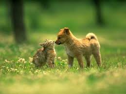 Cats And Dogs 2 Review Dog Cat Pictures Cute Cats And Dogs Animals Friendship