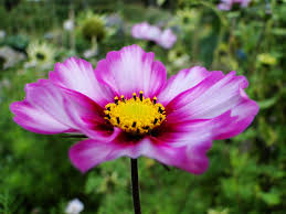 We would like to show you a description here but the site won't allow us. Cut Flowers Why Are British Flowers The Bees Knees Wellywoman