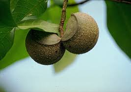 Image result for Rauvolfia mombasiana