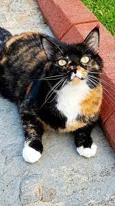 Calico Cat Crazy Cats Beautiful Cats Cats