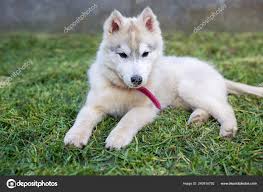 Cute Little Baby Husky Puppy Lying Grass Stock Photo By C Km Photography 240816792