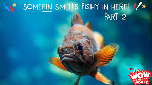 Check spelling or type a new query. Somefin Smells Fishy In Here How Fish Oil Makes Us Smarter Part 2 Npr