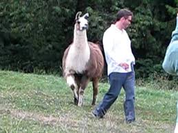 You can continue to view past. Funny Llama Attack As Seen On Tv Youtube