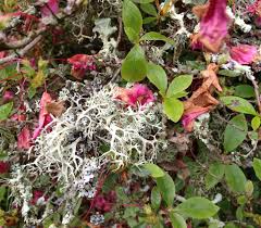 Lichen Growing On Rhododendron Bush High Beeches Garden East Sussex Lichen Plants Moss
