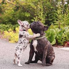 Fan page for frenchie enthusiasts who own, love, want, or admire frenchies. 500 Frenchie Ideas In 2020 Bulldog Bulldog Puppies French Bulldog Puppies