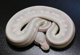 Pin On Sneks