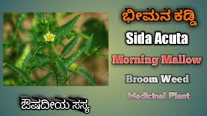 It is believed to have originated in central america, but today has a pantropical distribution and is considered a weed in some areas. à²­ à²®à²¨ à²•à²¡ à²¡ Sida Acuta Broom Weed Common Wire Weed Youtube