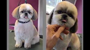 The best haircuts for a shih tzu. Grooming Guide Grooming Shih Tzu 23 Youtube