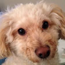 Tracy Pennington (@Tracy_lynn48)