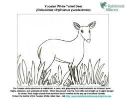 Once dry, these will serve as a background for your class rainforest. Coloring Pages Archives Rainforest Alliance