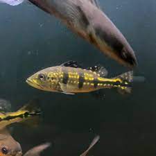 Peacock Bass Blue Azul Mono 12cm Perlengkapan Hewan Aksesoris Hewan Di Carousell