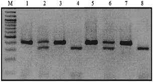 La forma más fácil, cómoda y barata de comunicarte con tus amig. Pcr Based Method For Sex Identification Of Eastern Sarus Crane Grus Antigone Sharpii Implications For Reintroduction Programs In Thailand