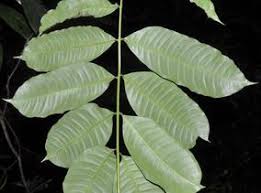 Image result for Entandrophragma delevoyi